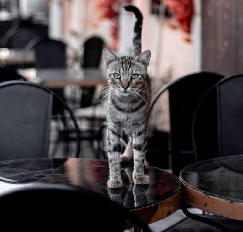 Restaurantes Pet Friendly En Lima Mascotas