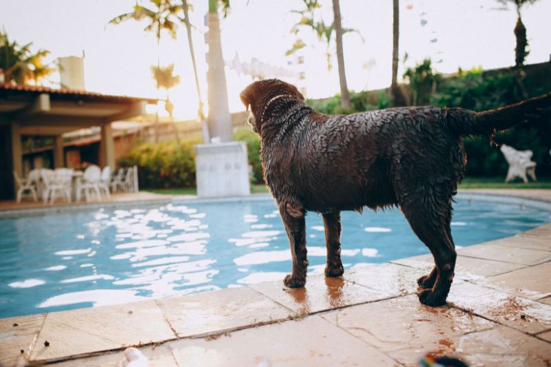 Hoteles pet friendly en Lima Mascotas365