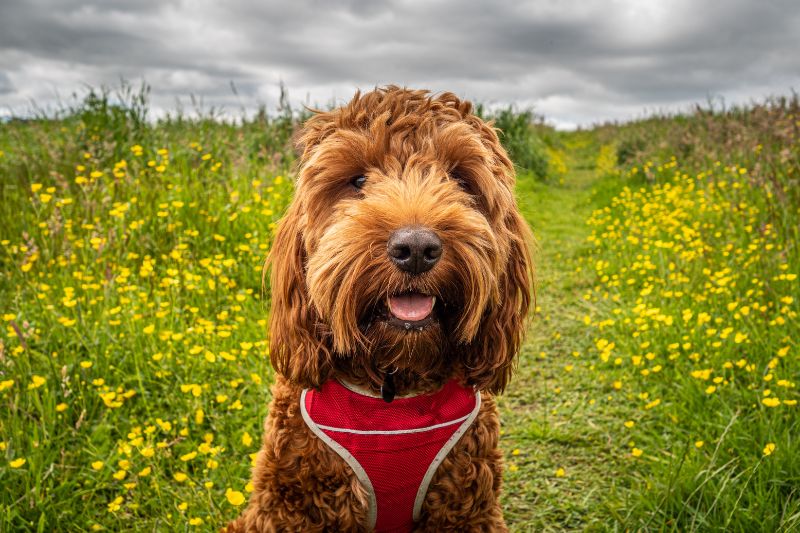 Raza cockapoo hot sale