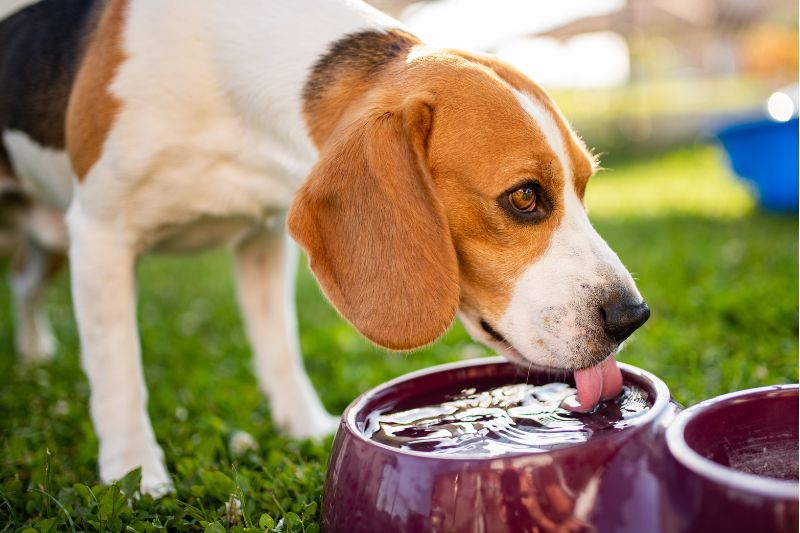 es malo dar agua del grifo a los perros